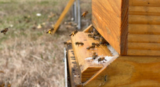 Bee Pollen and Raw Honey - 6oz- Organic Superfood Duo